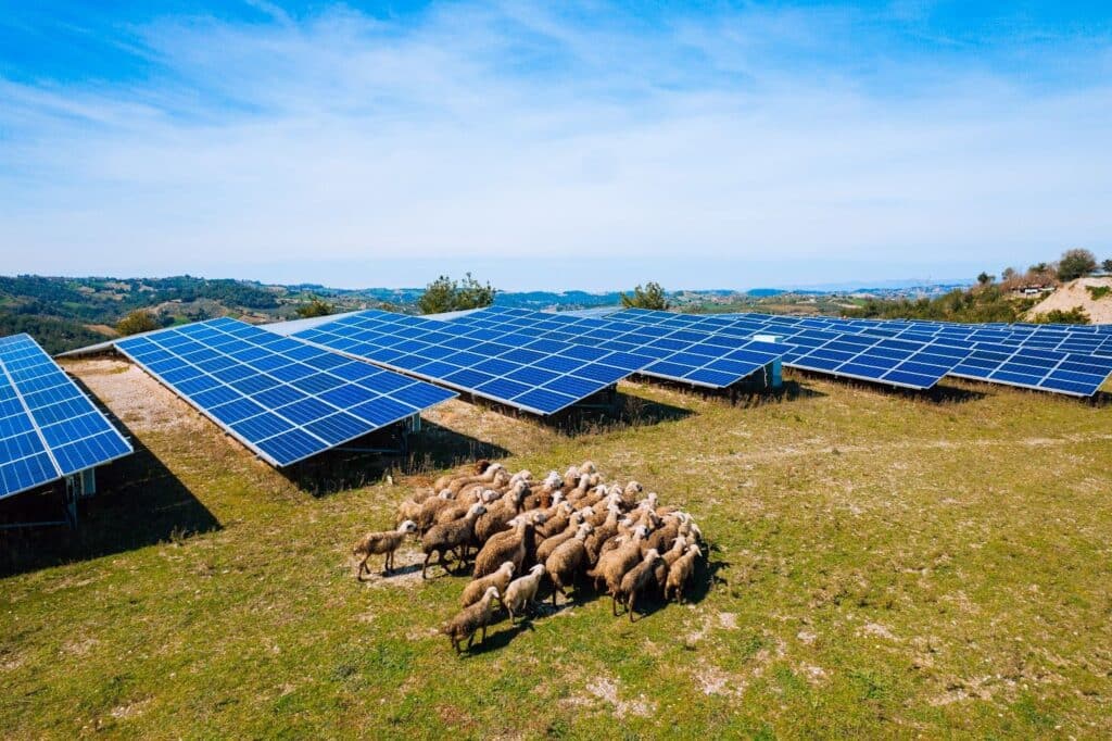 sheep grazing under solar panels