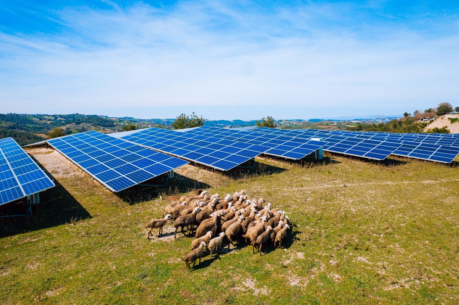 sheep grazing under solar panels
